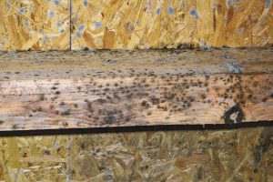 What Does Black Mold Look Like? | ABT Foundation Solutions, Inc.